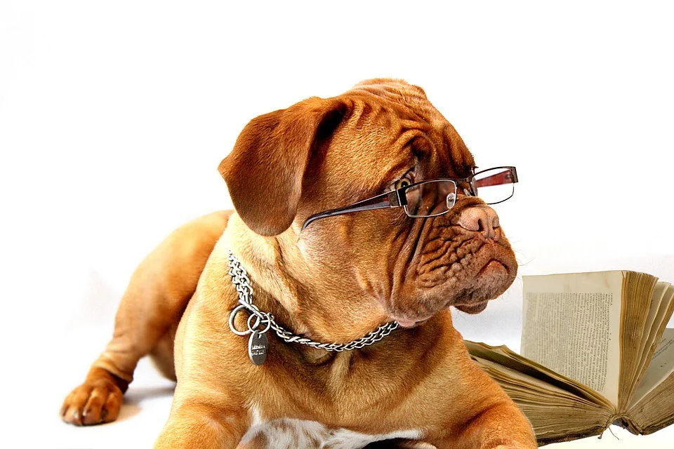 Coverbild Hund  mit Brille